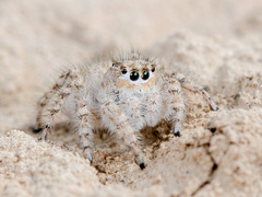 Marusyllus coreanus