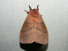 Dirphia rubricauda