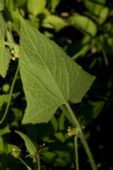 Cucumis maderaspatanus image