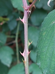 Rubus armeniacus