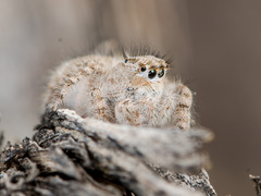 Marusyllus coreanus