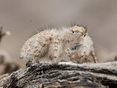 Marusyllus coreanus
