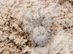Marusyllus coreanus
