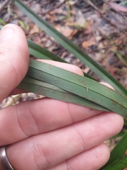 Dianella caerulea