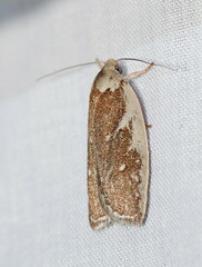 Euchaetis rhizobola