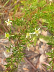 Leptospermum polygalifolium