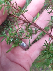 Leptospermum polygalifolium