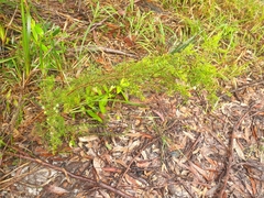 Leptospermum polygalifolium