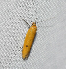 Endeolena aurinatella