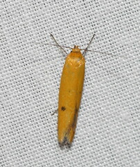 Endeolena aurinatella