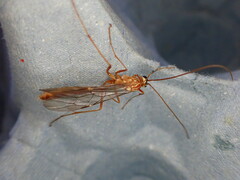 Ophion obscuratus