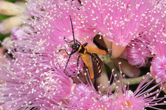 Chauliognathus flavipennis