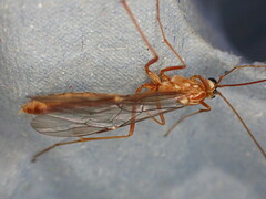 Ophion obscuratus