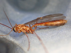 Ophion obscuratus