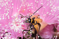 Chauliognathus flavipennis