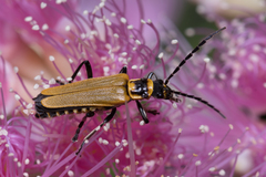 Chauliognathus flavipennis