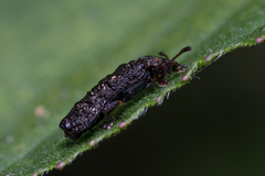 Octotoma scabripennis