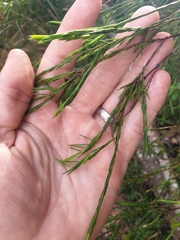 Baeckea linifolia