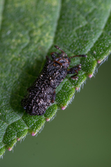 Octotoma scabripennis