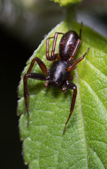 Battalus