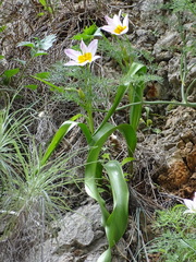 Tulipa saxatilis