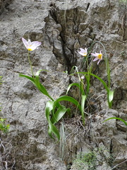 Tulipa saxatilis