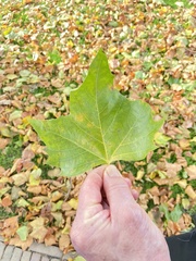 Platanus