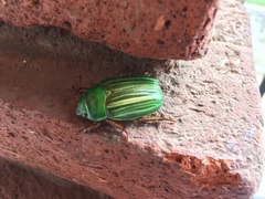 Chrysina adelaida
