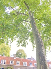 Platanus