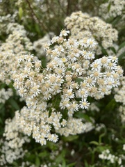 Olearia lirata