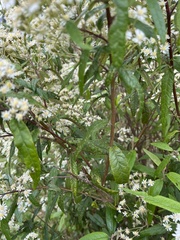 Olearia lirata