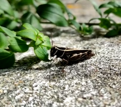 Calliptamus barbarus