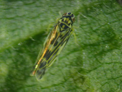 Eupteryx