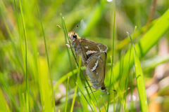 Taractrocera papyria