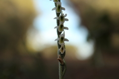 Spiranthes spiralis