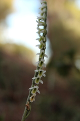 Spiranthes spiralis