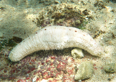 Holothuria conusalba