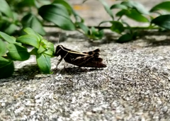 Calliptamus barbarus