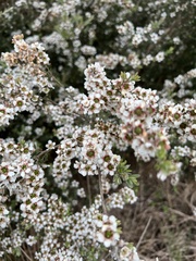 Leptospermum continentale