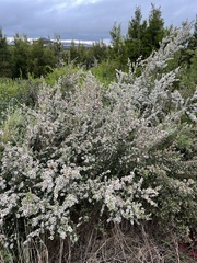 Leptospermum continentale