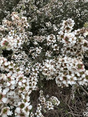Leptospermum continentale