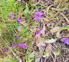 Platytheca galioides