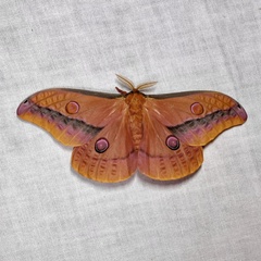 Opodiphthera loranthi