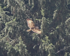 Buteo buteo buteo