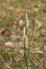 Spiranthes spiralis