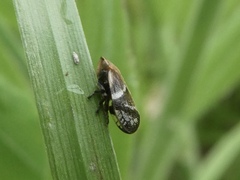 Bathyllus albicinctus