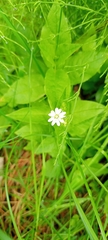 Stellaria bungeana