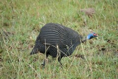 Numida meleagris reichenowi