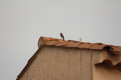 Phoenicurus ochruros