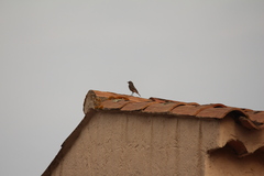 Phoenicurus ochruros